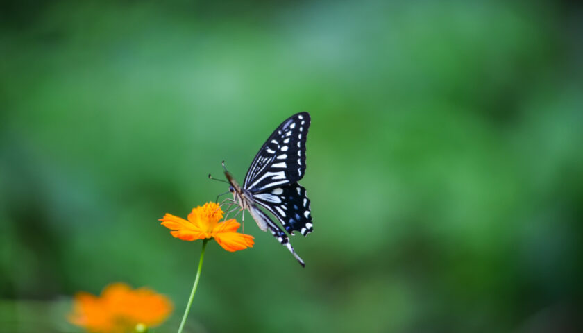 Papillon sur une plante dans un jardin